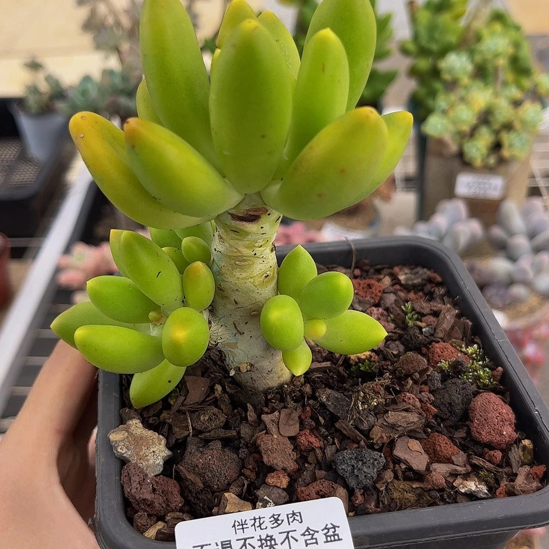 613-芒果奶多肉7cm