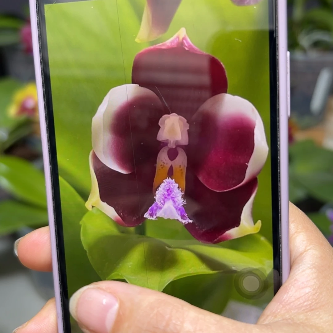 当前无花栽培后可以开花