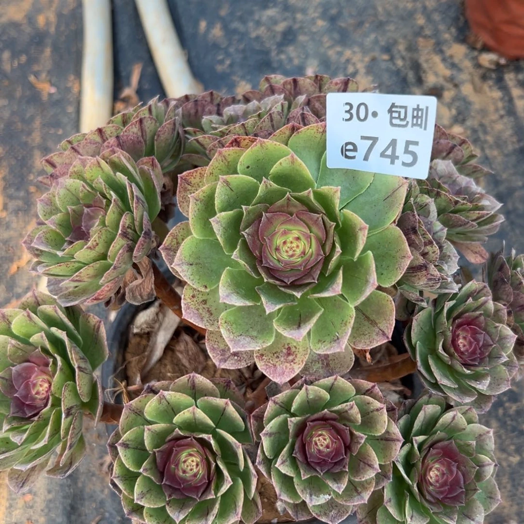 745万拉丝多肉法师