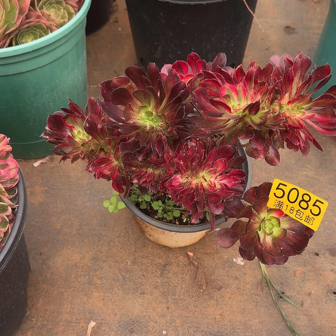 085花蝴蝶缀化多肉法师植物