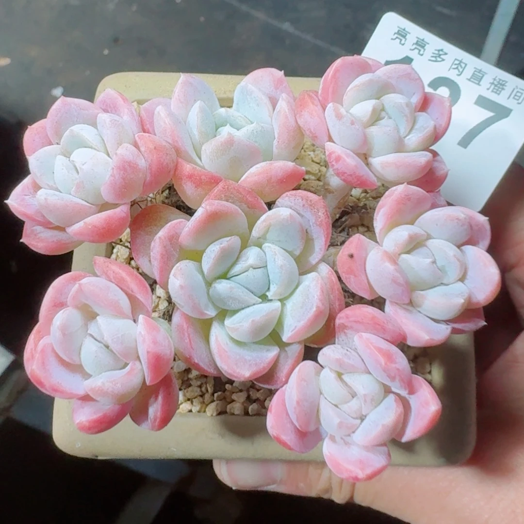 贝瑞冰玉      愿你一路坦途，乘风破浪展宏图