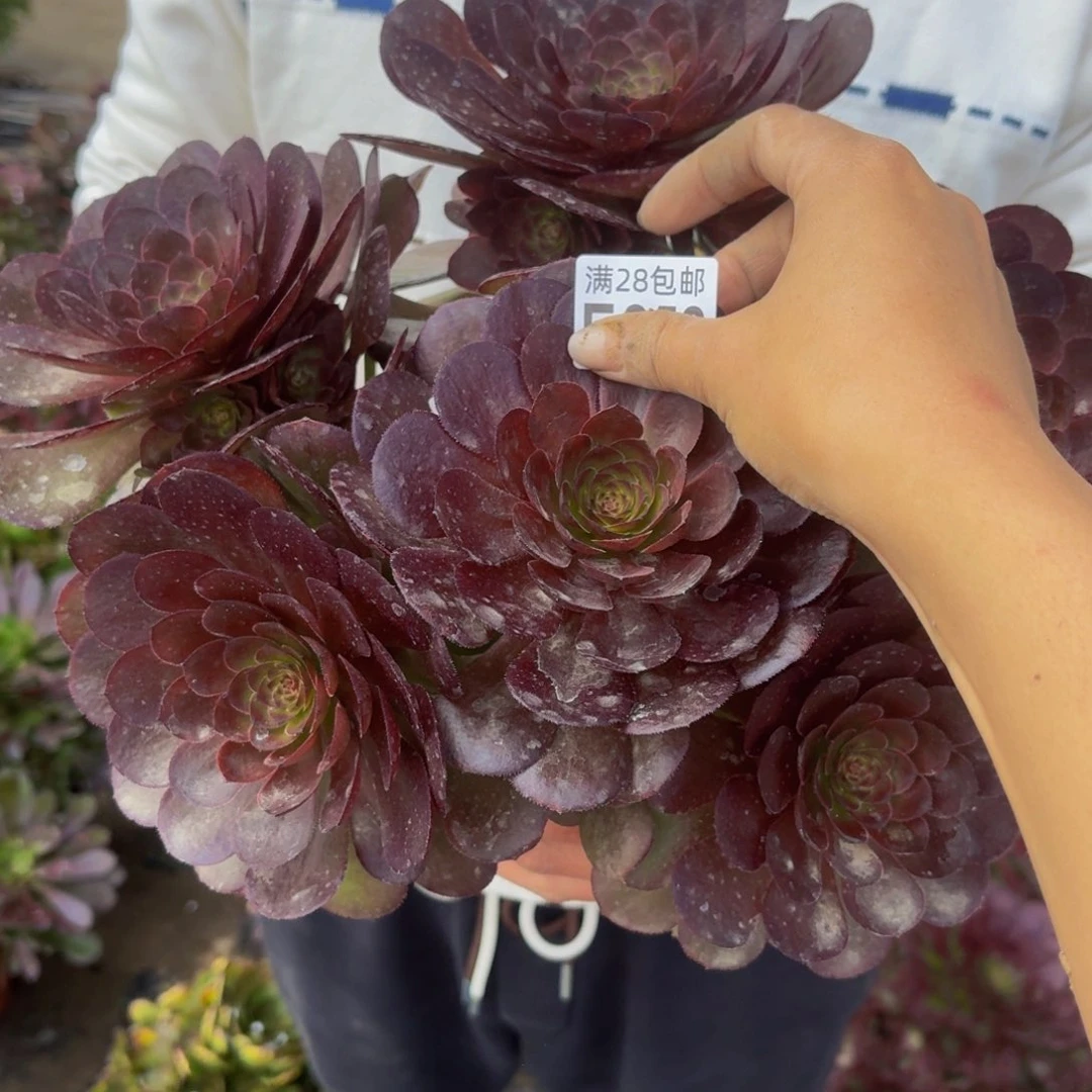 858多肉植物捧花