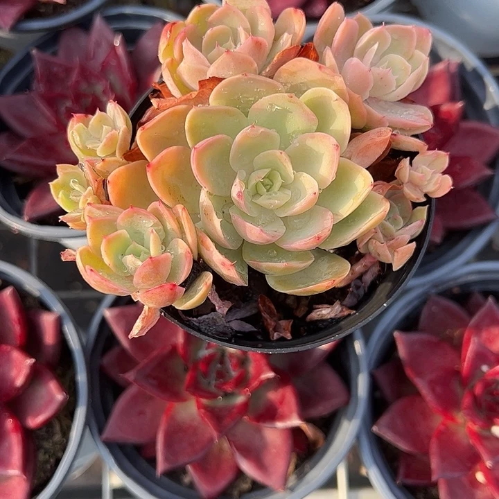 之****丝绸面纱多肉植物精品