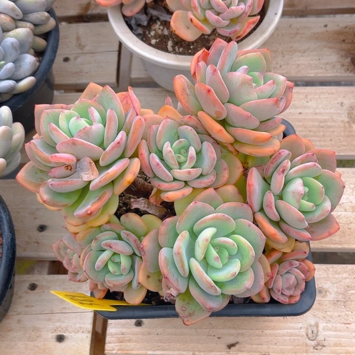 白月光多肉植物3 8 9