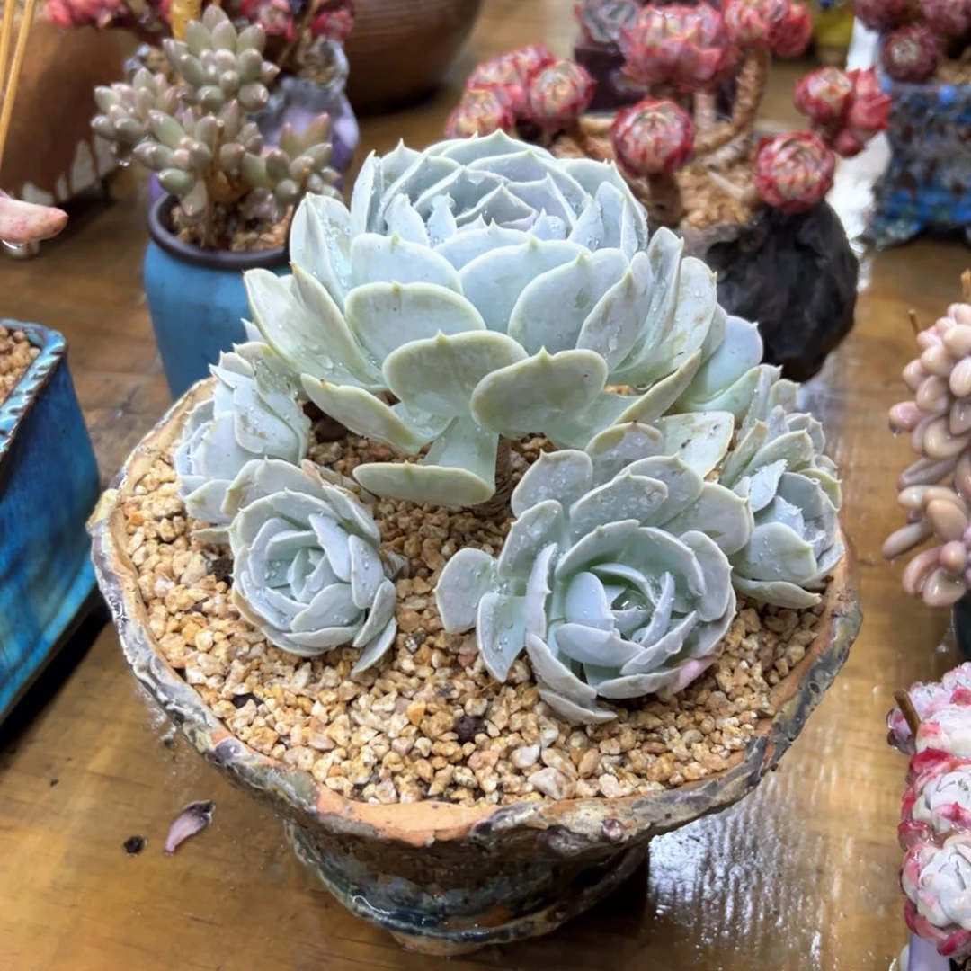 圣卡88 零零多肉植物