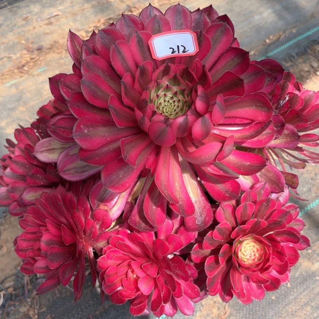 无花朵212白月光多肉植物绿植