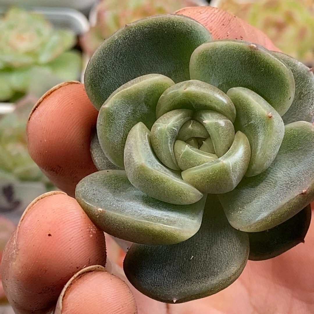 天官赐福百无禁忌