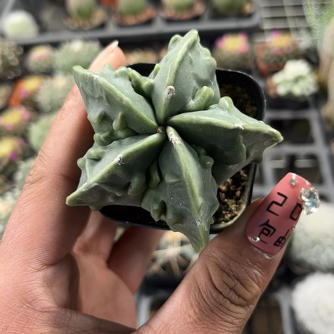 核桃鸾凤玉单头发货单头