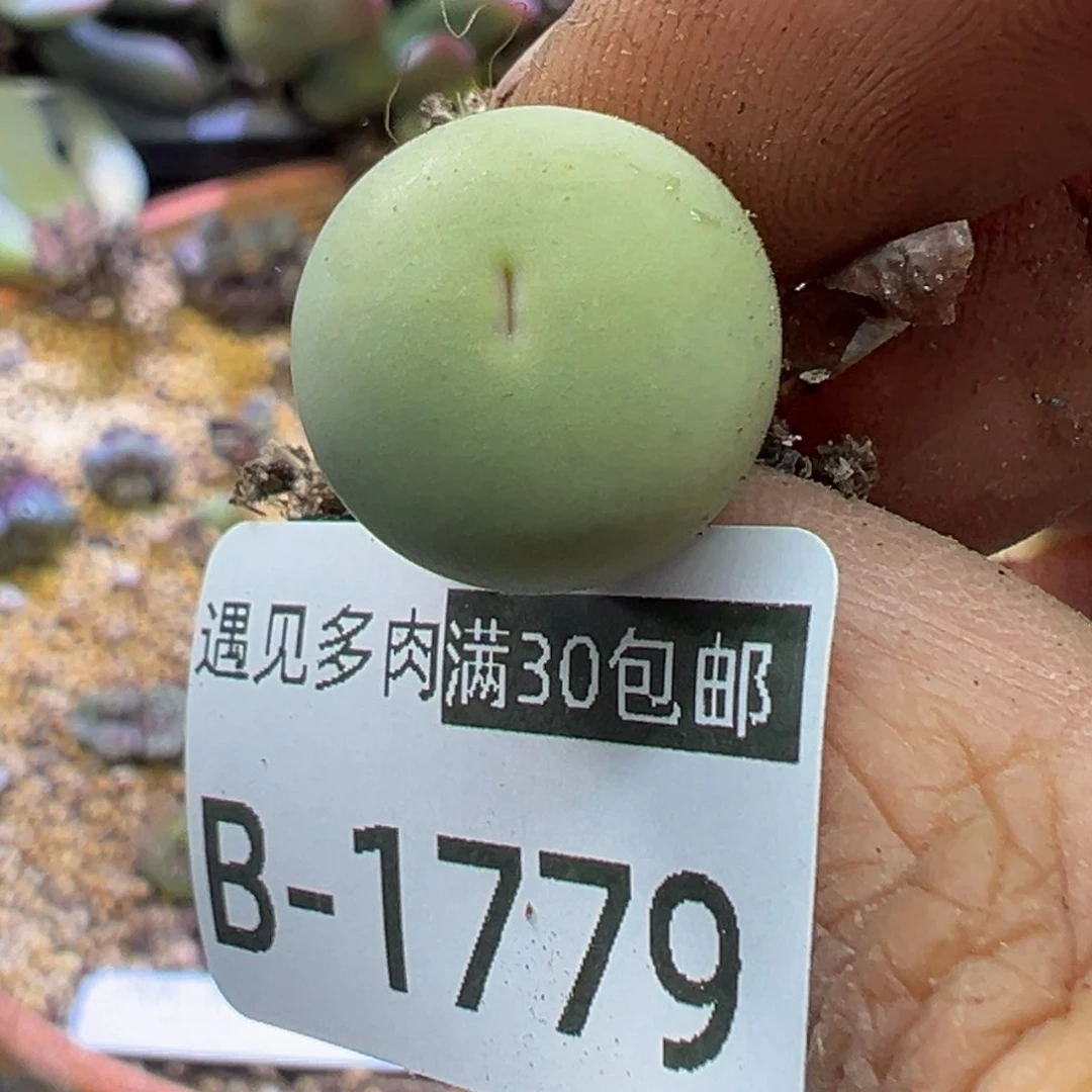 多肉植物1111111111114