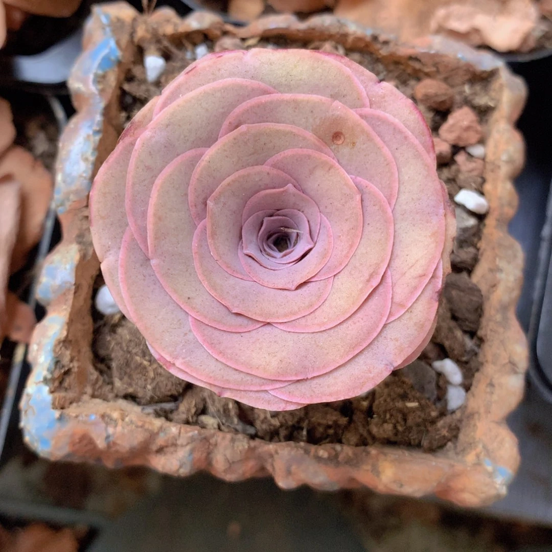 俊***玲一物一拍绮梦晨光系列666