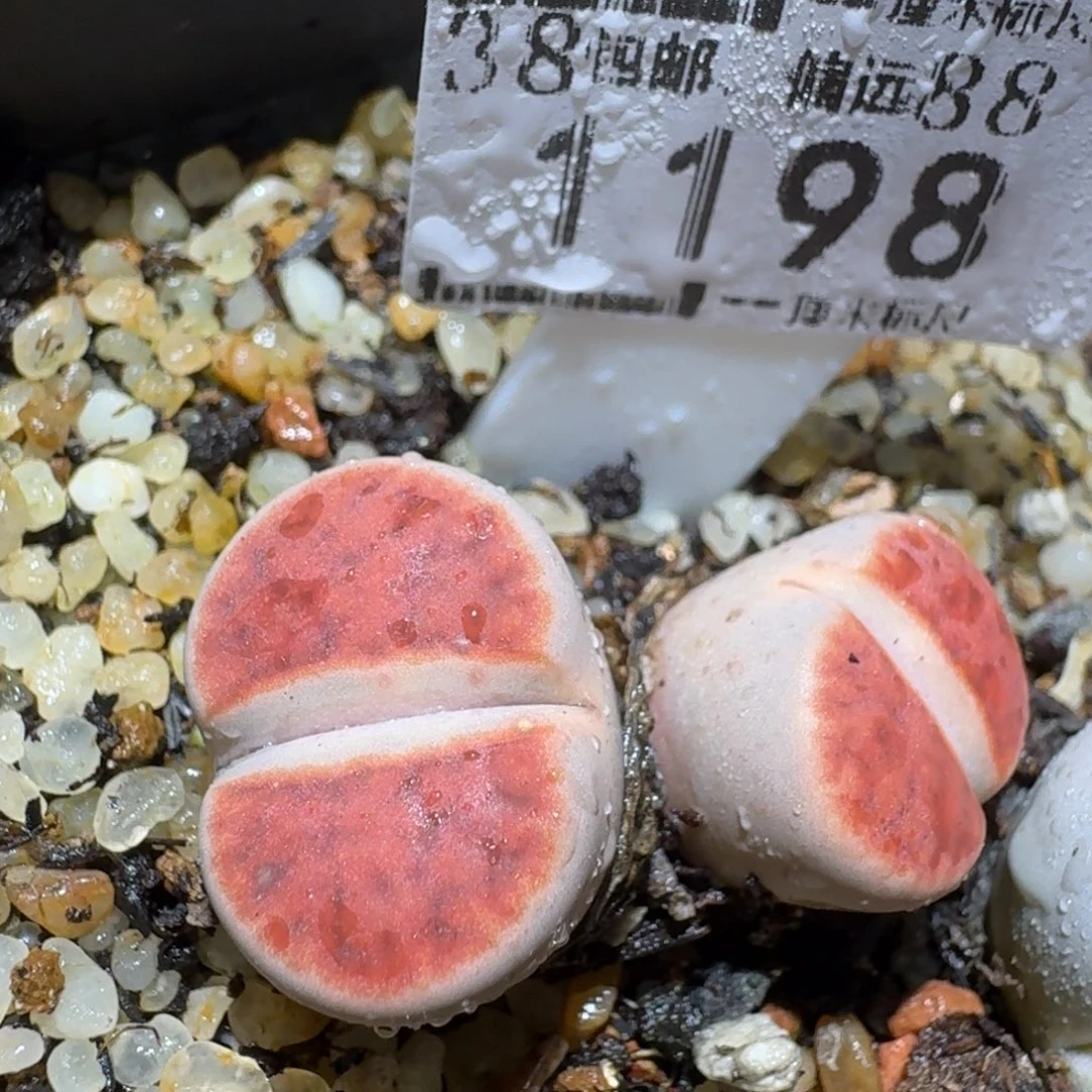 zzz好可爱的生石花1198