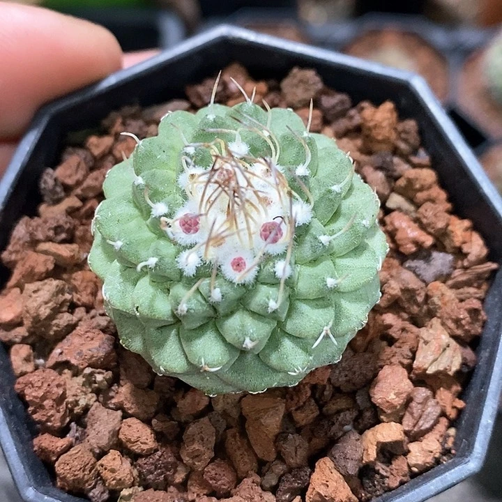 孤品实生优选菊水仙人球3.5cm带花苞