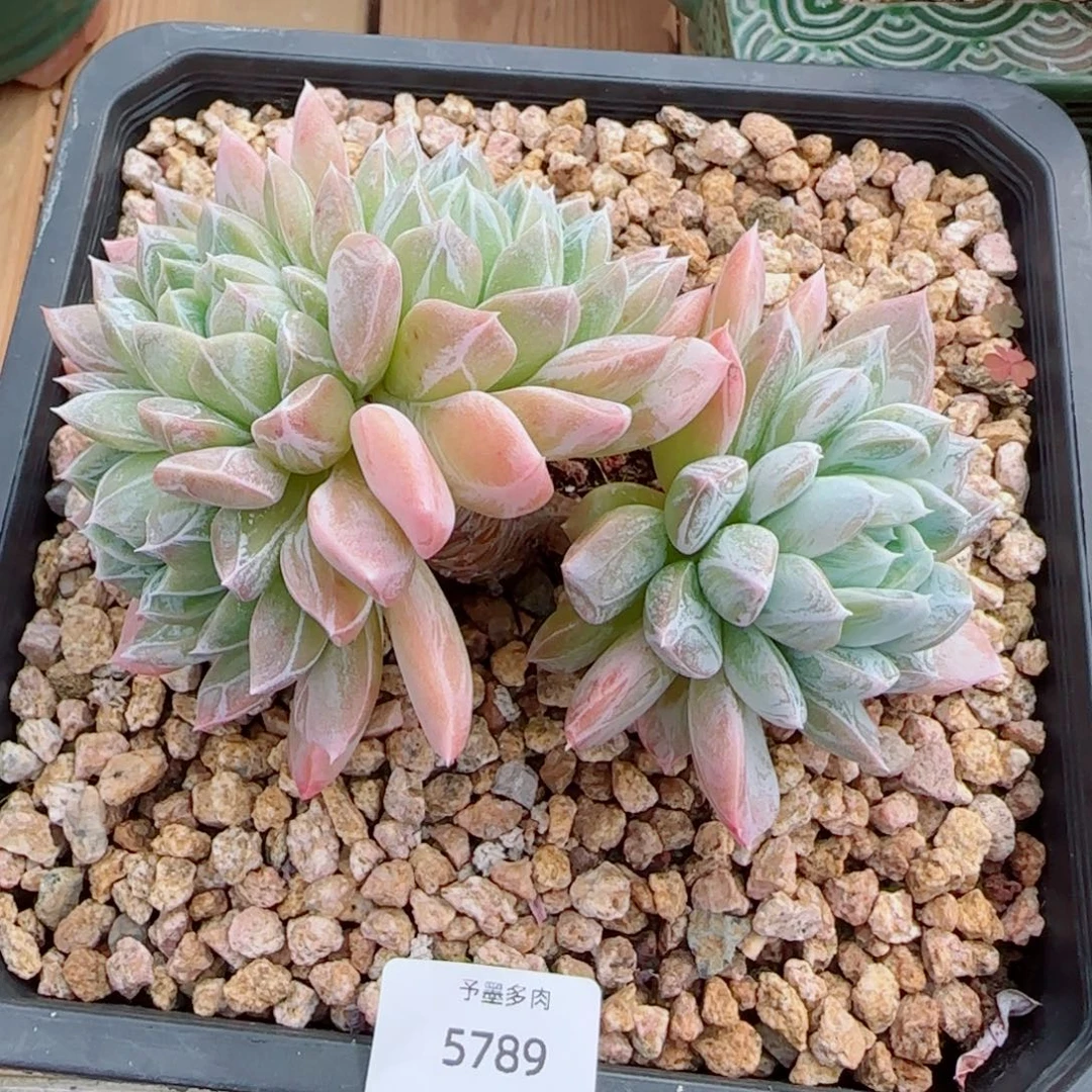 维京丝，5789多肉植物