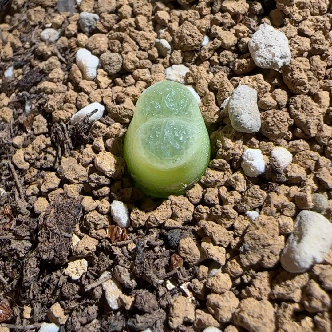 肉锥多肉植物组合-胖虎1687