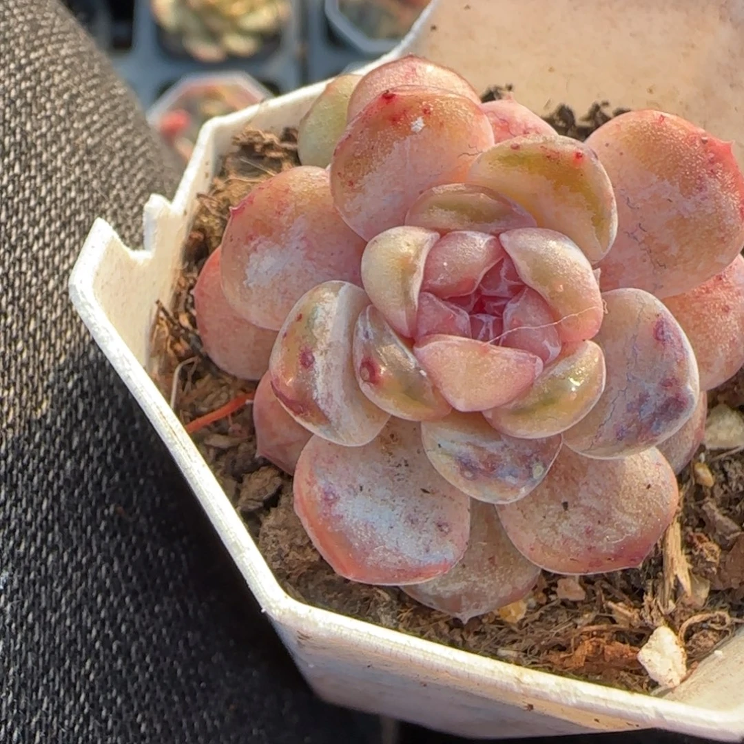 多肉小卡拉米糖心一物一拍