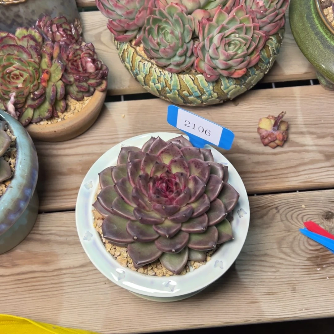 后***?2106肉多肉多肉多