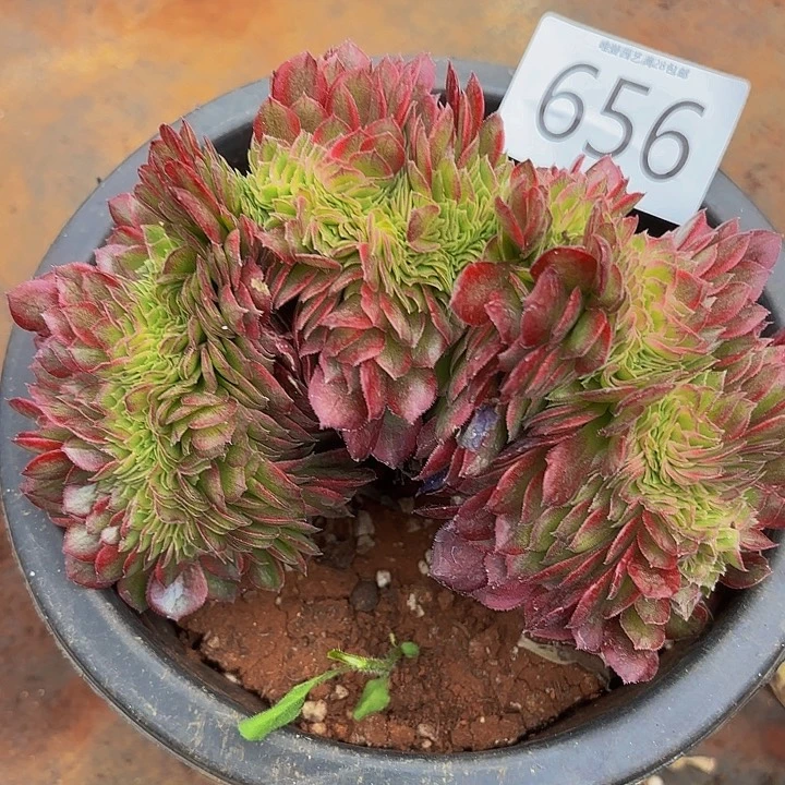 多肉植物福利656