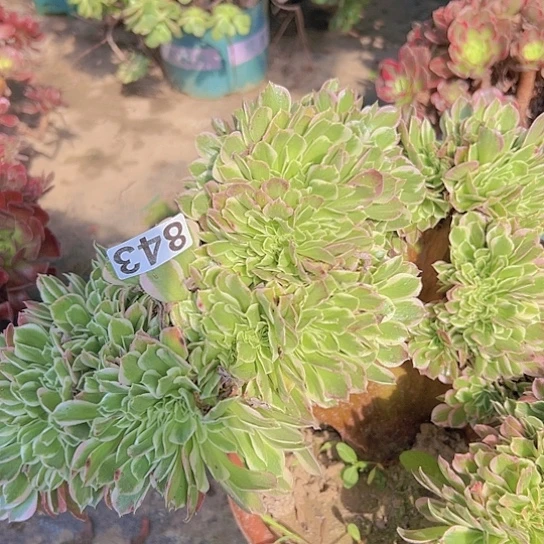 琳***发多肉植物一个白凤