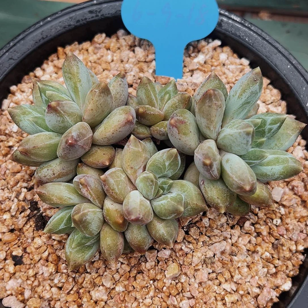 6-9-18精控重楼群