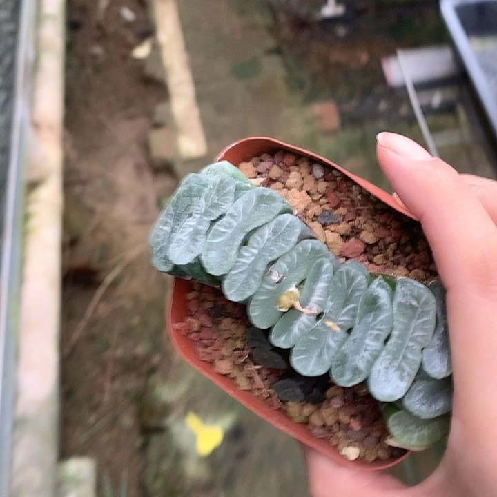 玉扇的啊盆土kkkllou