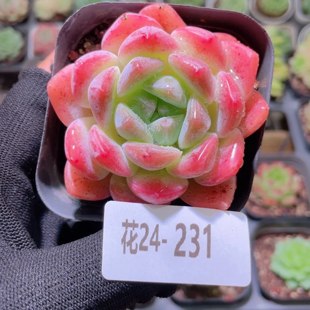 花利美24-231冰糖