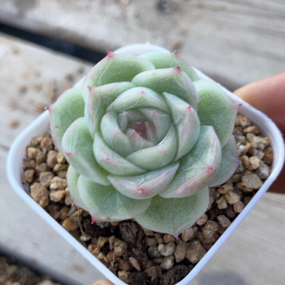 优选女王虾饺1154