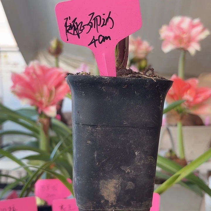 无花朵随心而动直径4cm