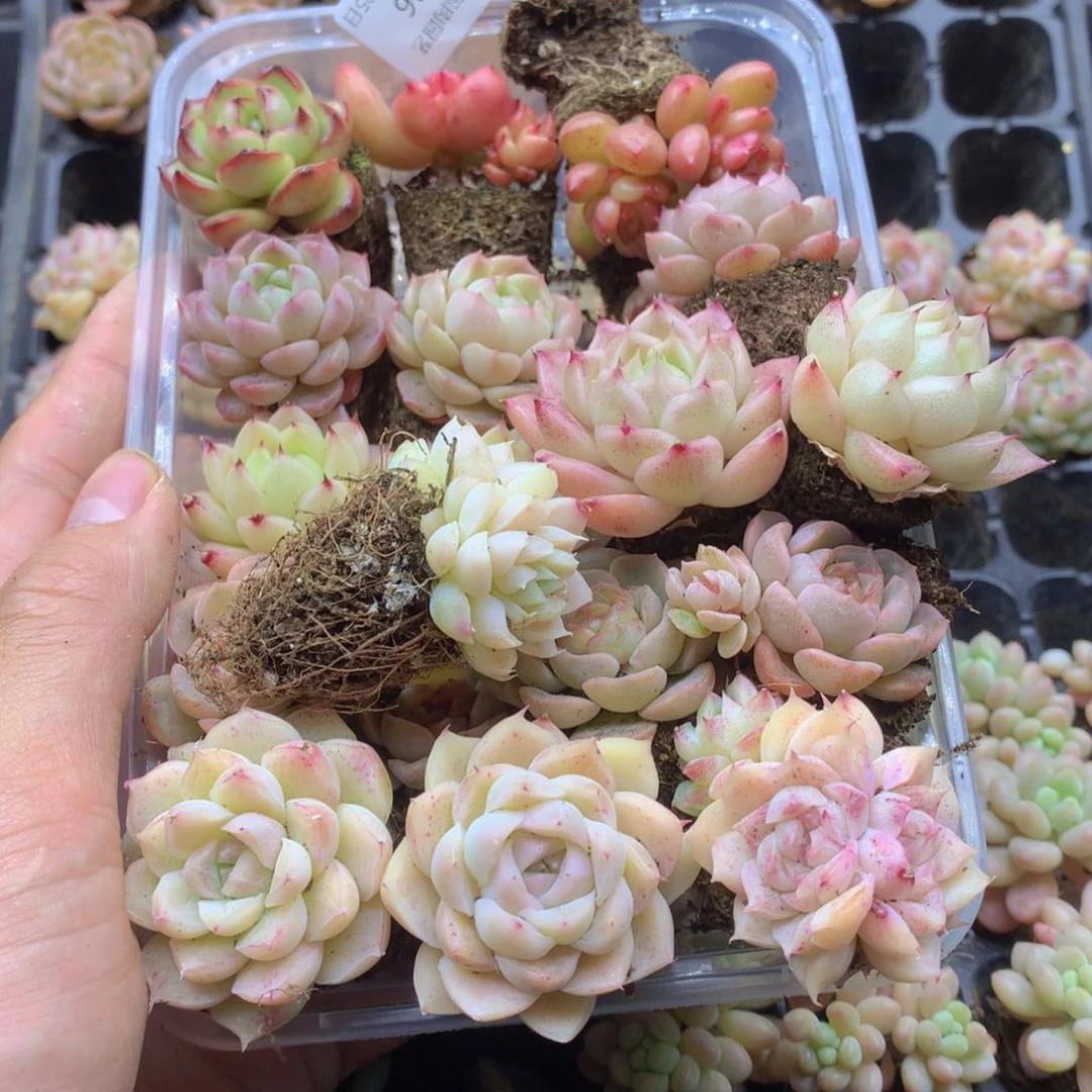 反反复复还是很开心的036