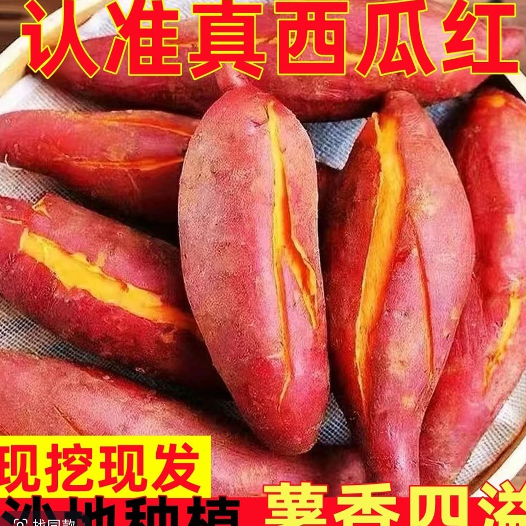 【顺丰包邮】正宗沙地西瓜红蜜薯，新鲜现挖，软糯香甜，蒸煮烤都好吃