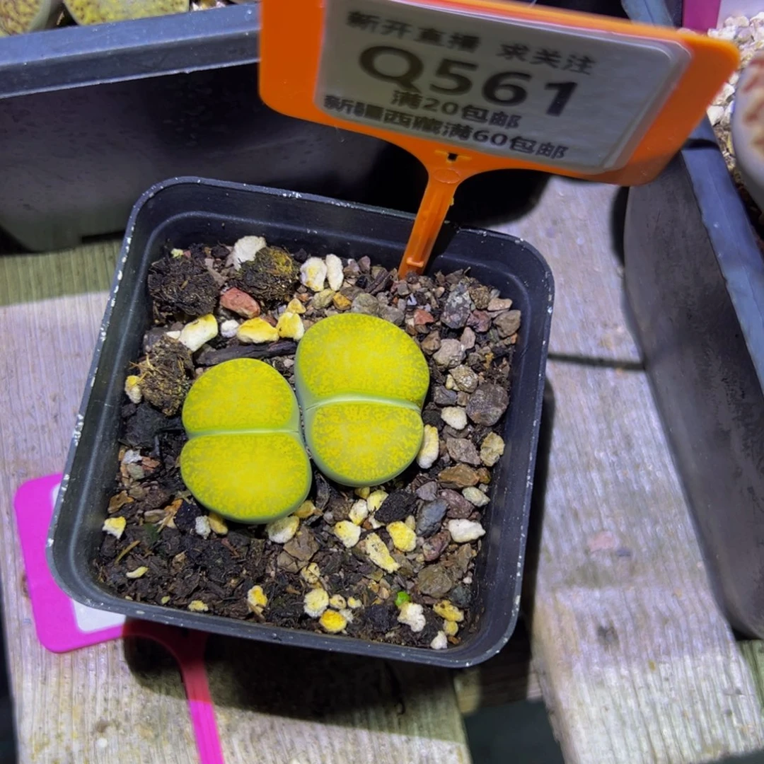 561 一物一拍，默认有伤，介意勿拍，不退不换