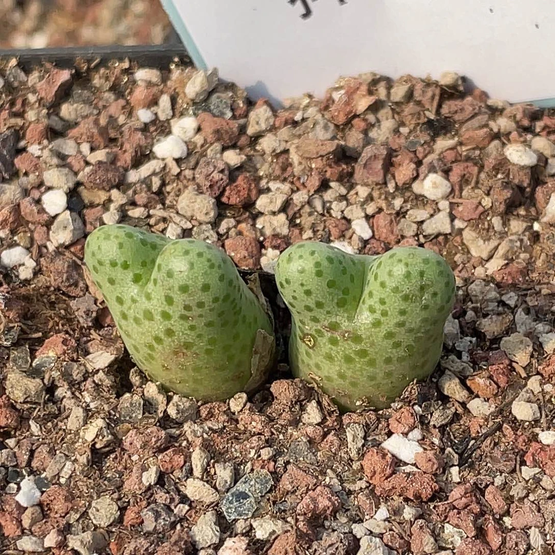 夜***叶3-32肉锥多肉植物