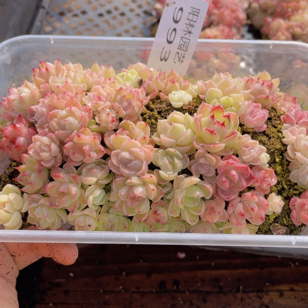 多肉植物多肉植物993
