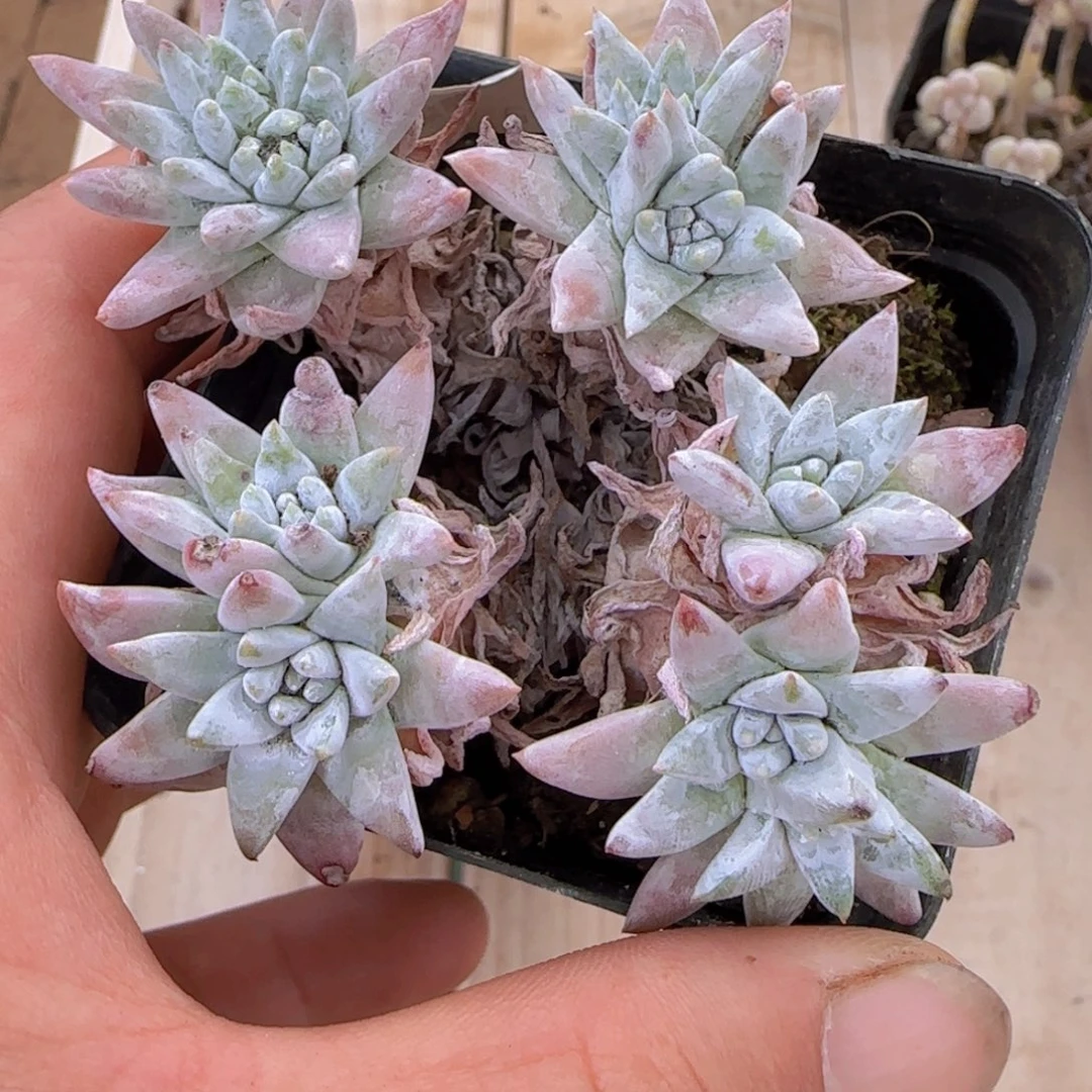 白菊精控一物一拍