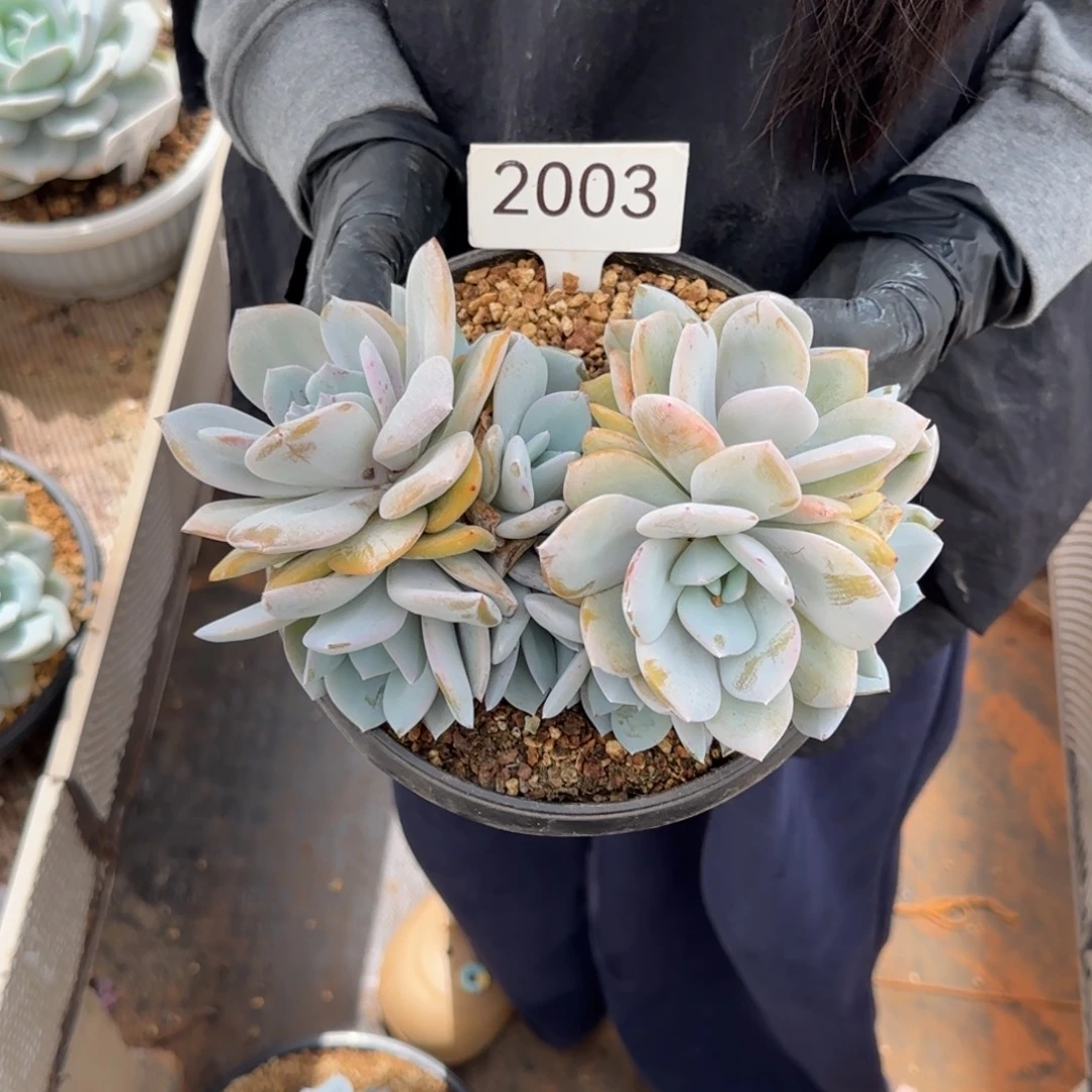 呼***圈奶茶八头     有瑕   2003号