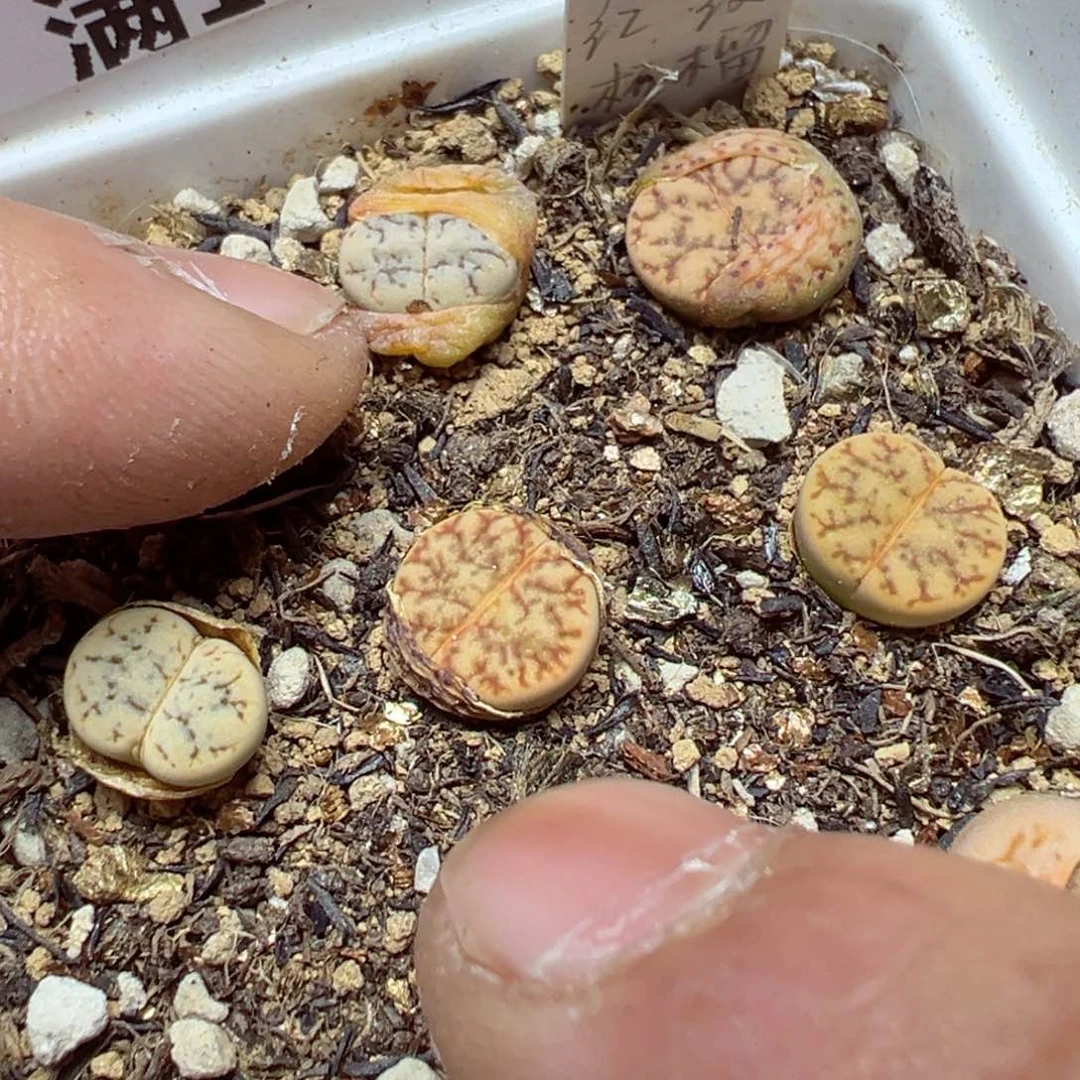 【闪购商品】 1254。