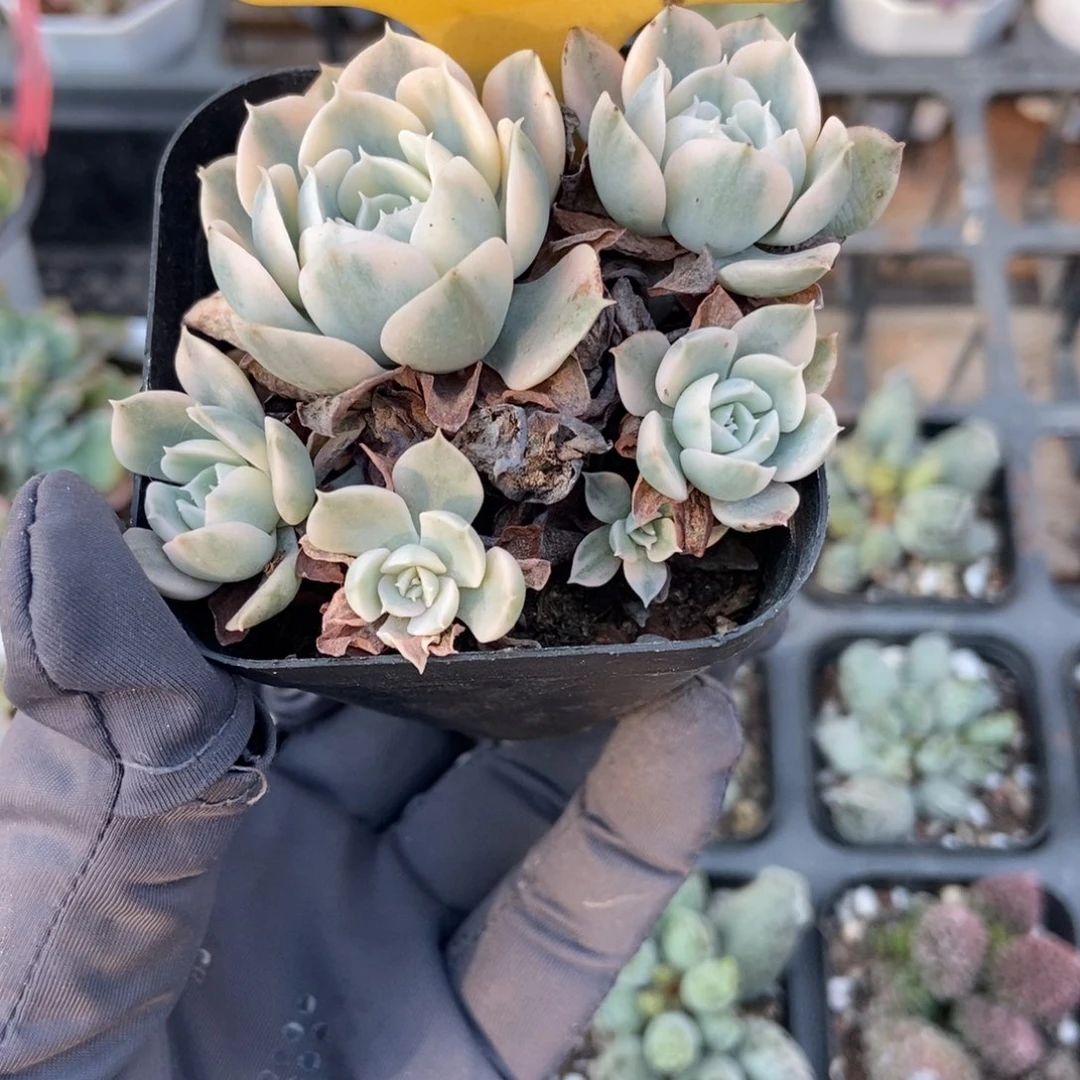 6127鲁氏锦多肉植物