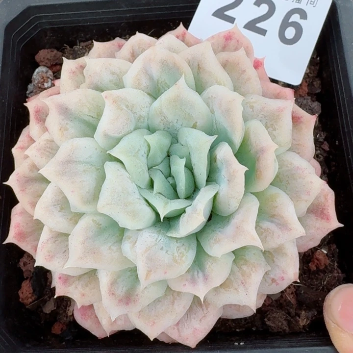 泡泡纱裙         精控精养多肉植物