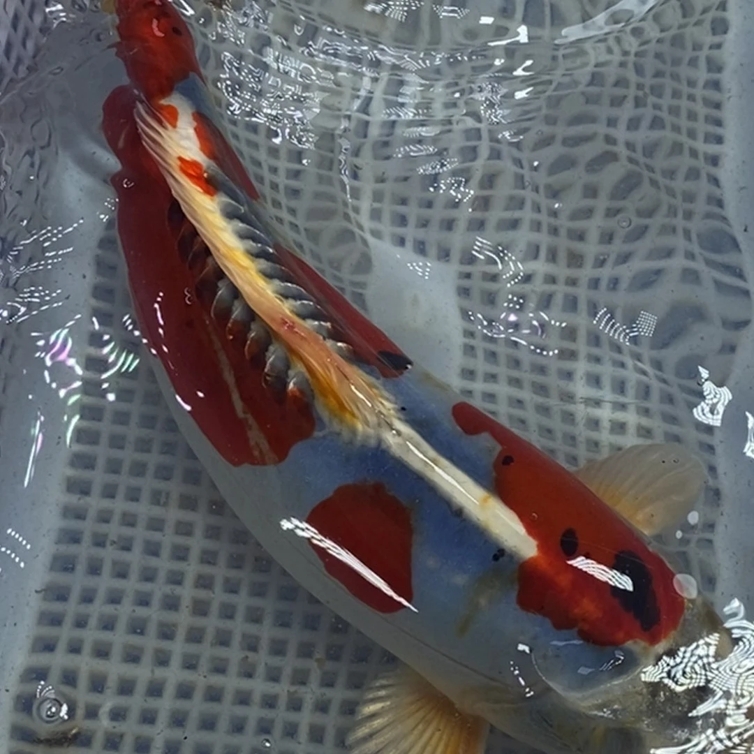 锦鲤冷水锦鲤包邮