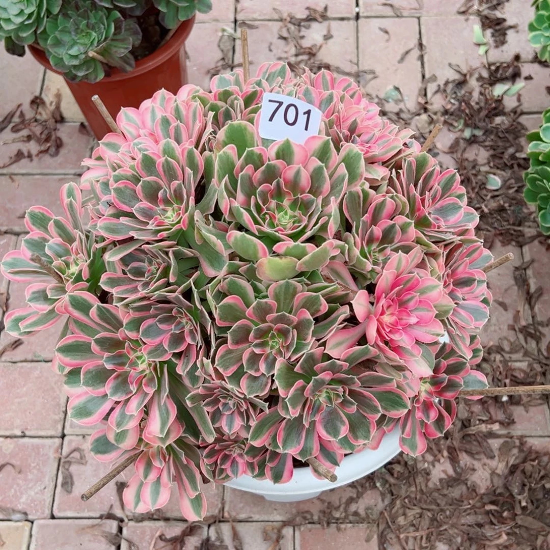 701男神法师多肉植物