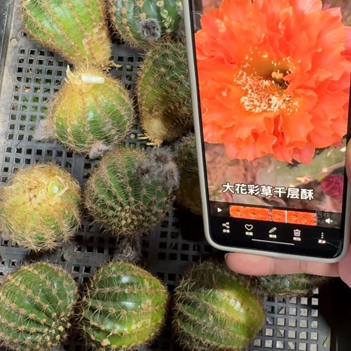 212彩草千层酥歪4公分左右无根侧牙，20包邮