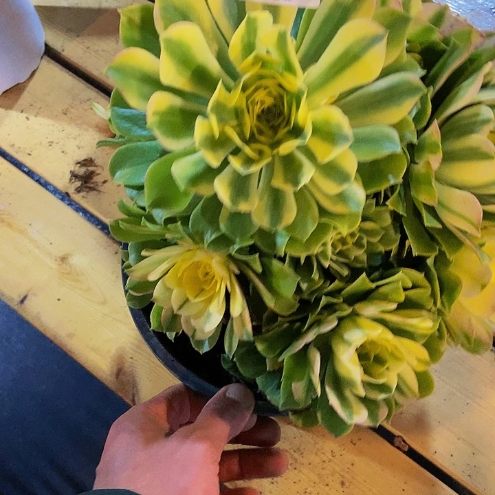 陶*679号多肉中奖一颗