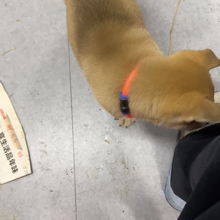 中华田园犬 广西土猎 中行犬
