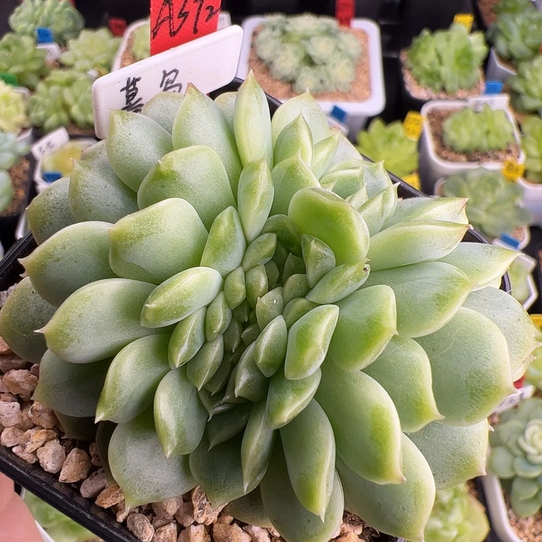 暮岛甜心缀6.5超大冠服和缀线372