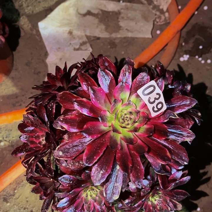 039红胭脂多肉植物处理不售后