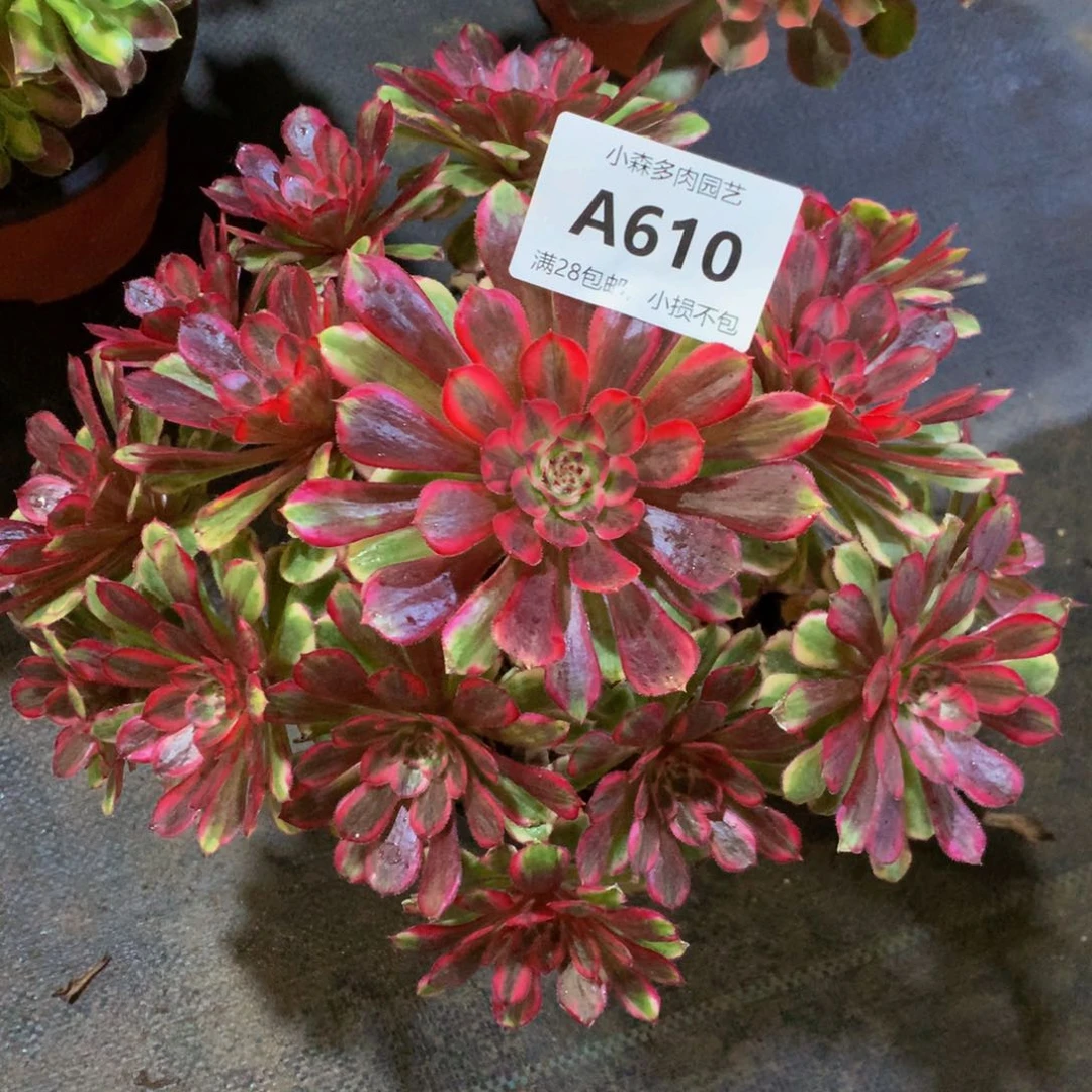 610白月光888888888888