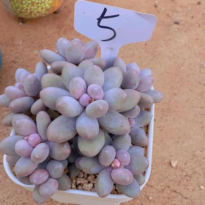 在家里面吃饭的吗