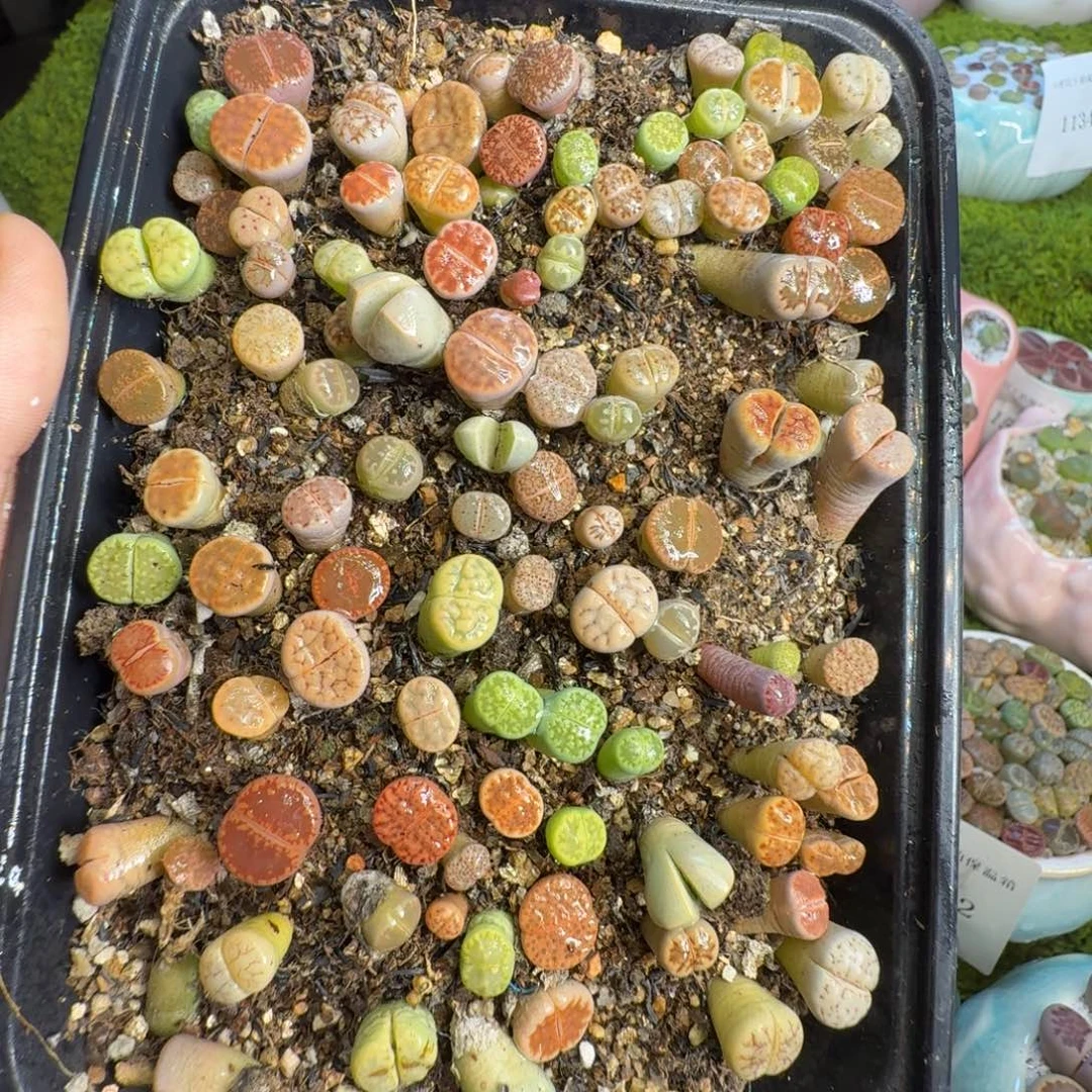 言***澈多肉植物一物一拍1180