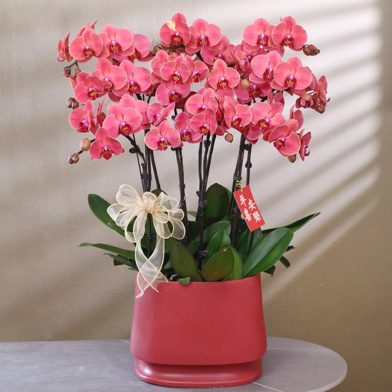 【喜乐】橙红色蝴蝶兰带花带盆组好发货乔迁结婚送礼前台客厅装饰