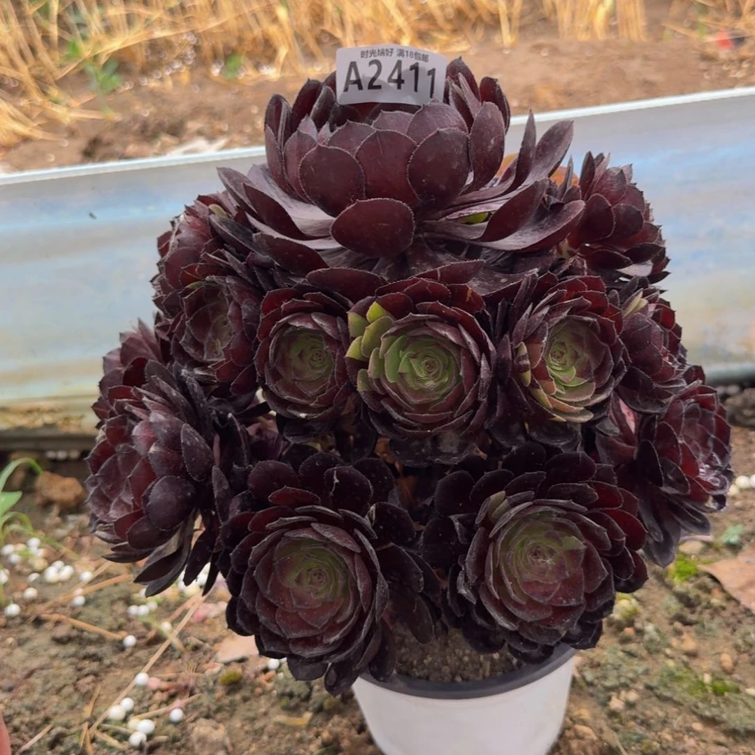 2411黑美人。多肉植物