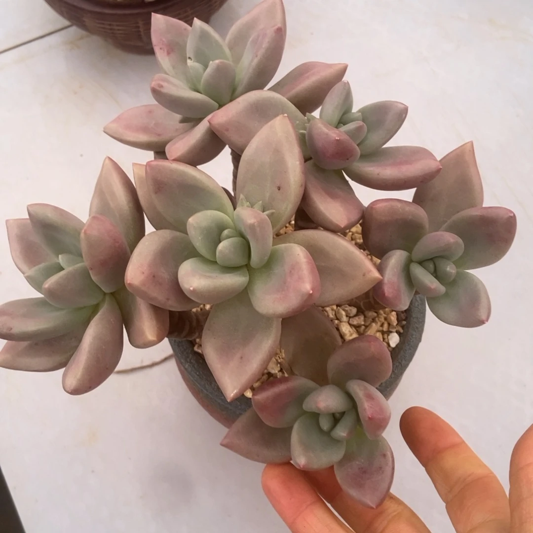 桃花源多肉多肉多肉多